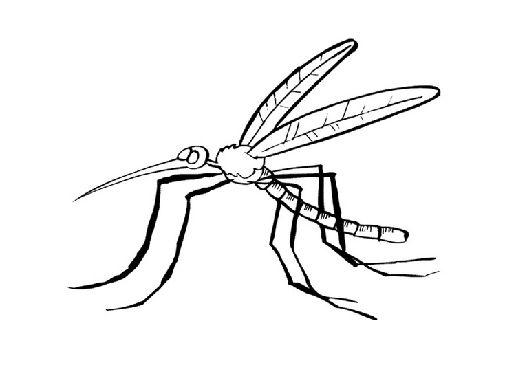 Mosquito coloring pages