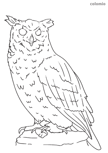 Owls coloring pages free printable owl coloring sheets