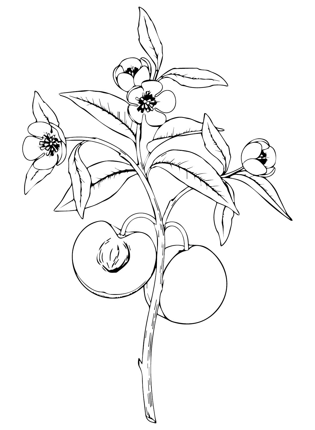 Peaches coloring pages printable for free download