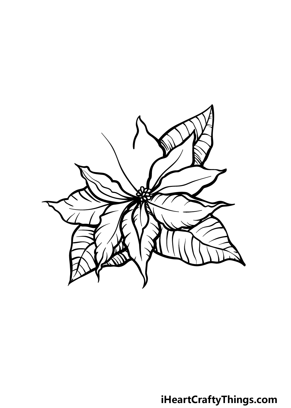 Poinsettia drawing