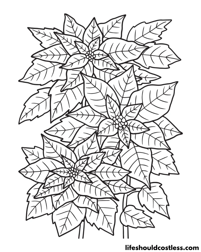 Poinsettia coloring pages free printable pdf templates