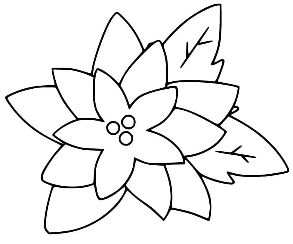 Poinsettia coloring pages