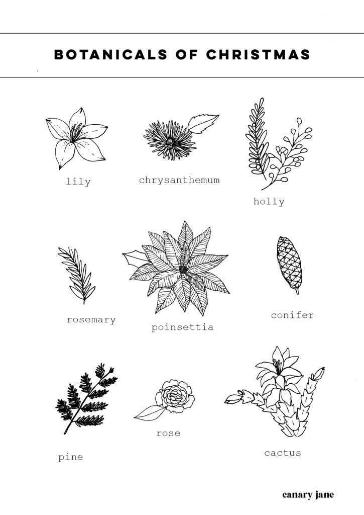 Beautiful botanicals of christmas free coloring pages and countdown