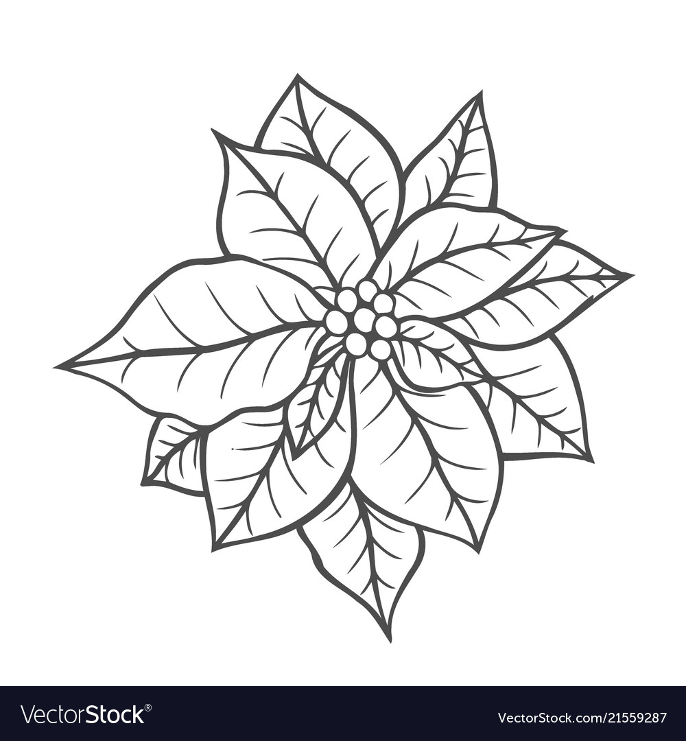 Poinsettia isolated christmas flower royalty free vector