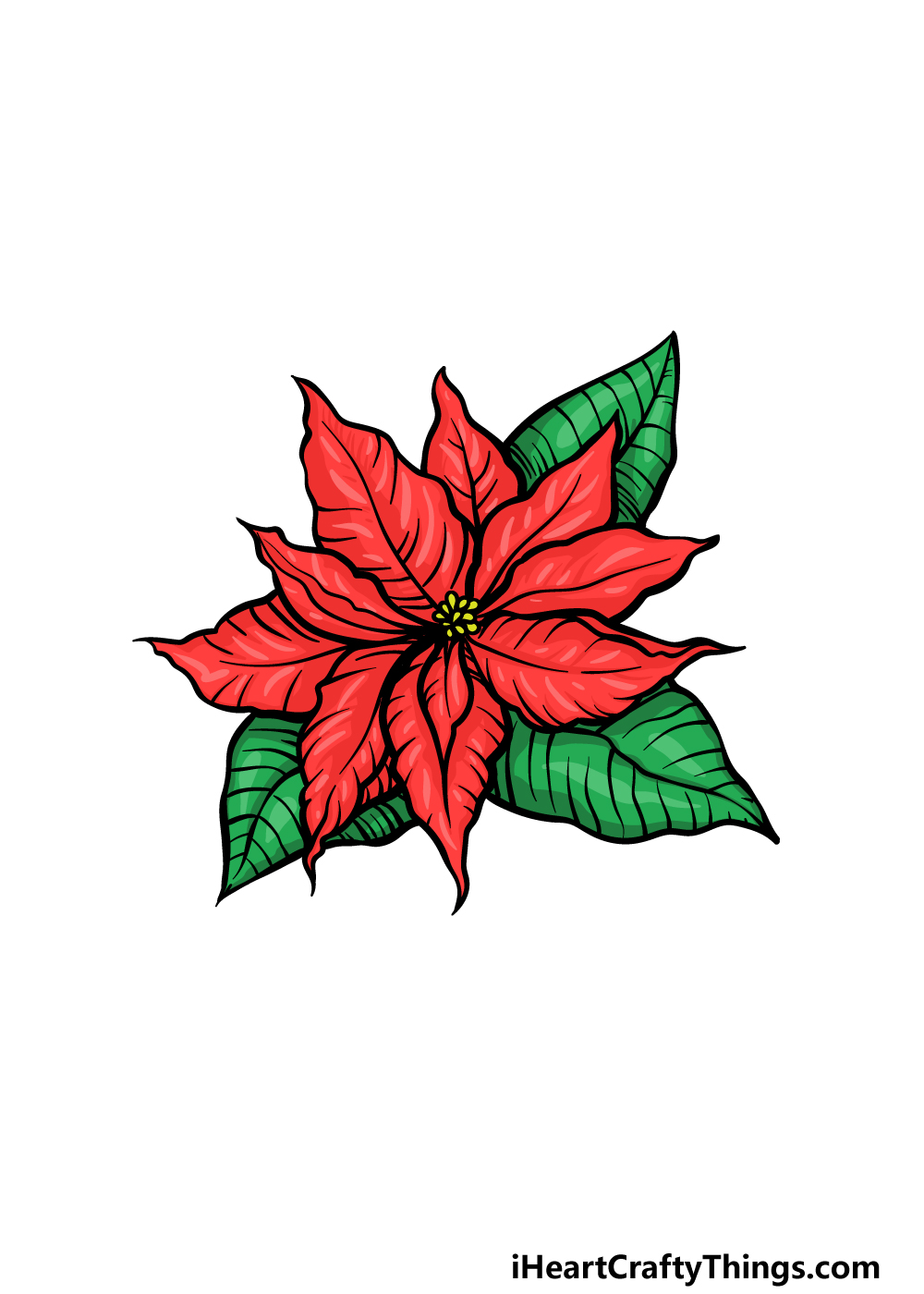 Poinsettia drawing