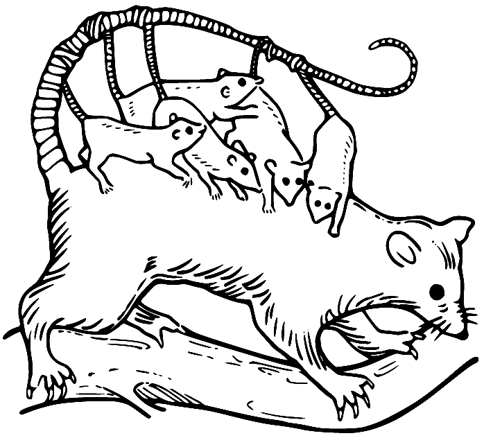 Opossum coloring pages printable for free download