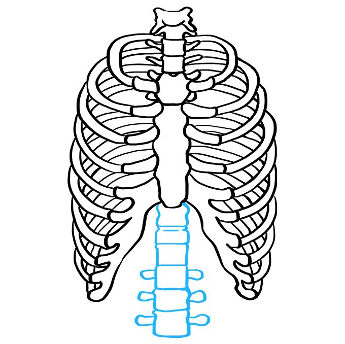 How to draw a rib cage