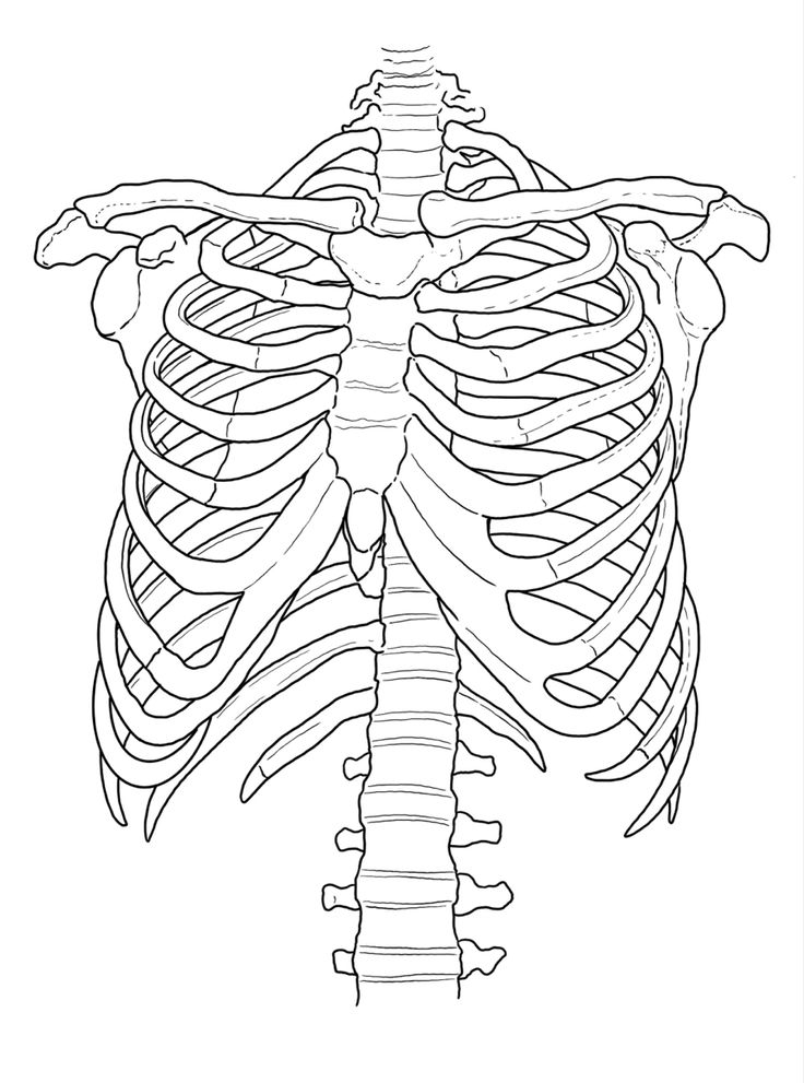 Human rib cage and spine tattoo stencil skeleton drawings skeleton drawing easy medical drawings