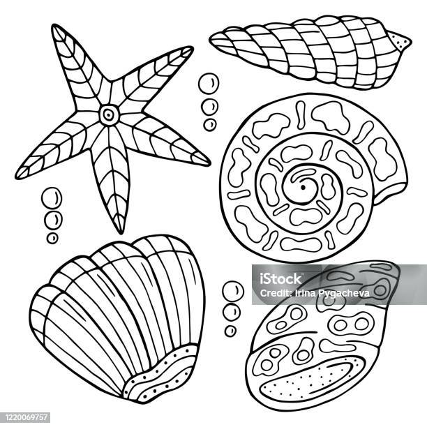 Hand drawn sea shell isolated on a white background coloring book for children and adults simple outline antistress drawing stock illustration