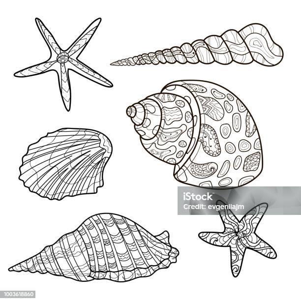 Seashells shell pattern shell set coloring book page vector stock illustration