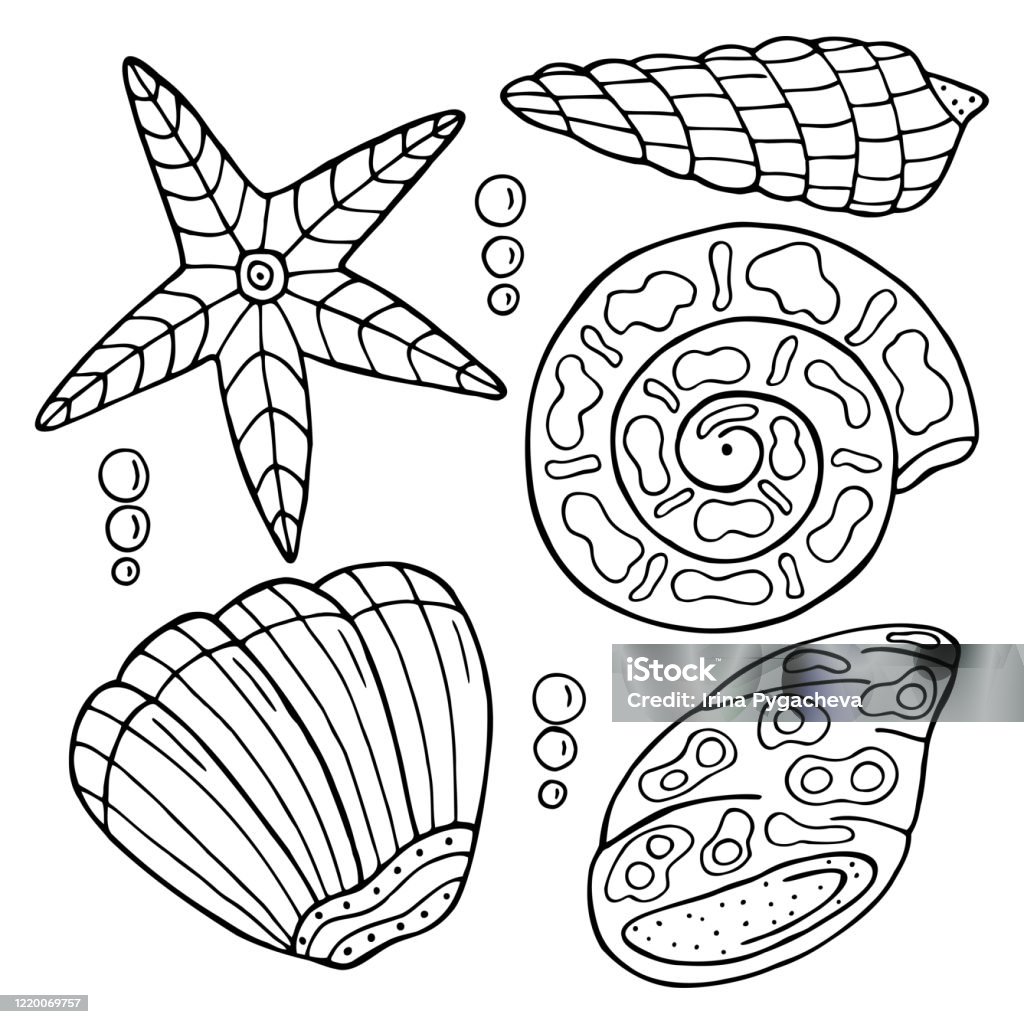 Hand drawn sea shell isolated on a white background coloring book for children and adults simple outline antistress drawing stock illustration