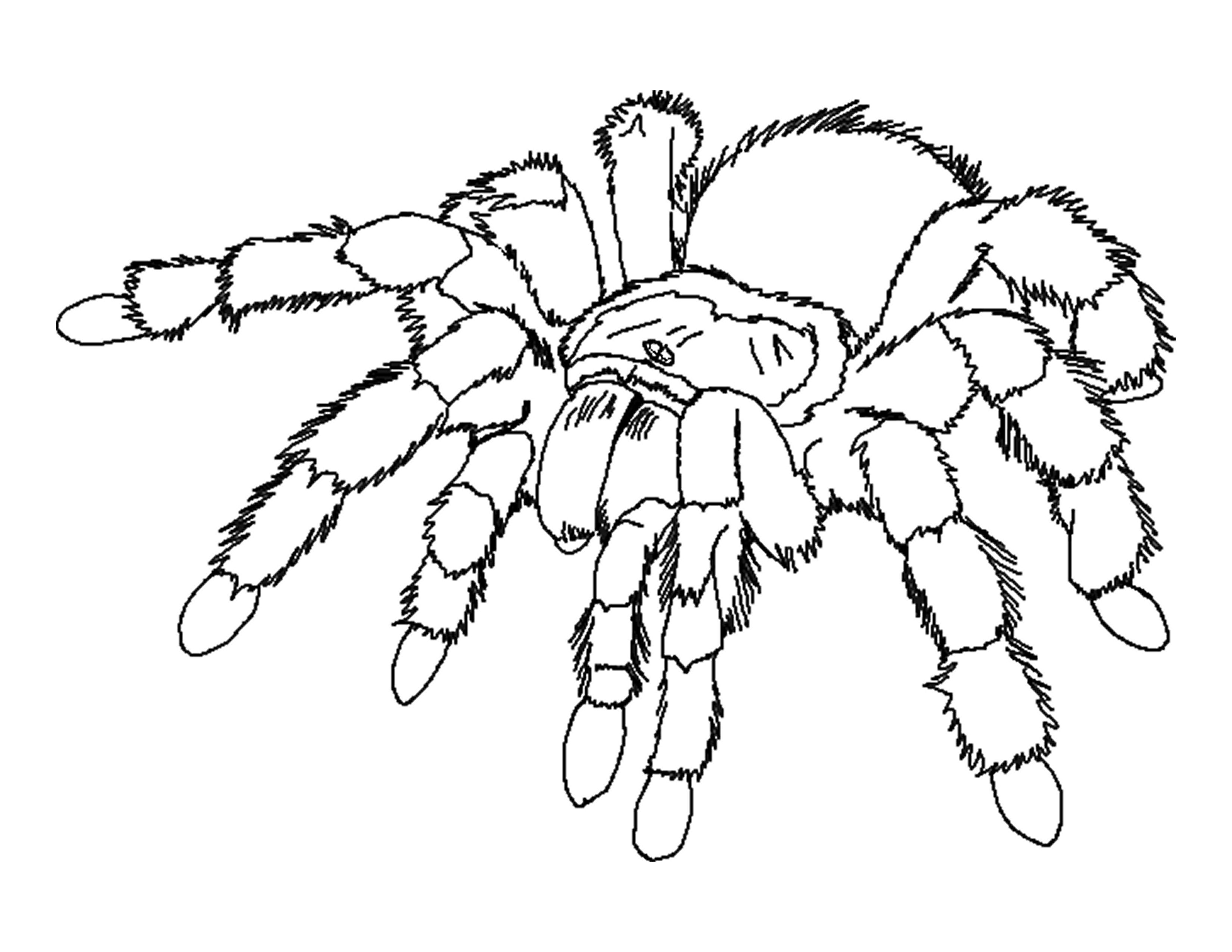 Free printable spider coloring pages for kids