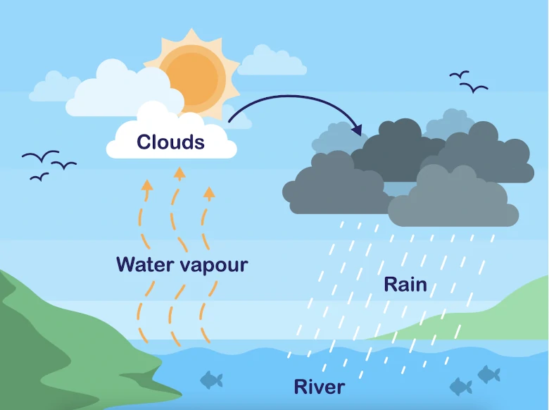 Water cycle diagram process importance