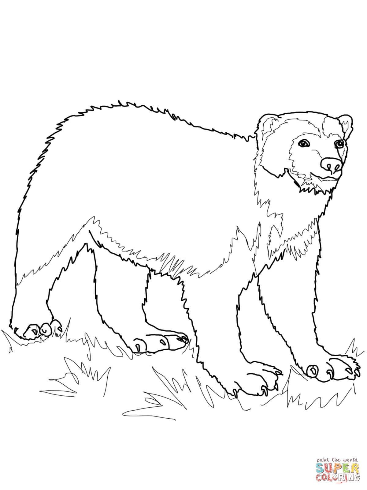 Wolverine animal coloring pages â from the thousand images online about wolverine animal colorinâ animal coloring pages wolverine animal superman coloring pages