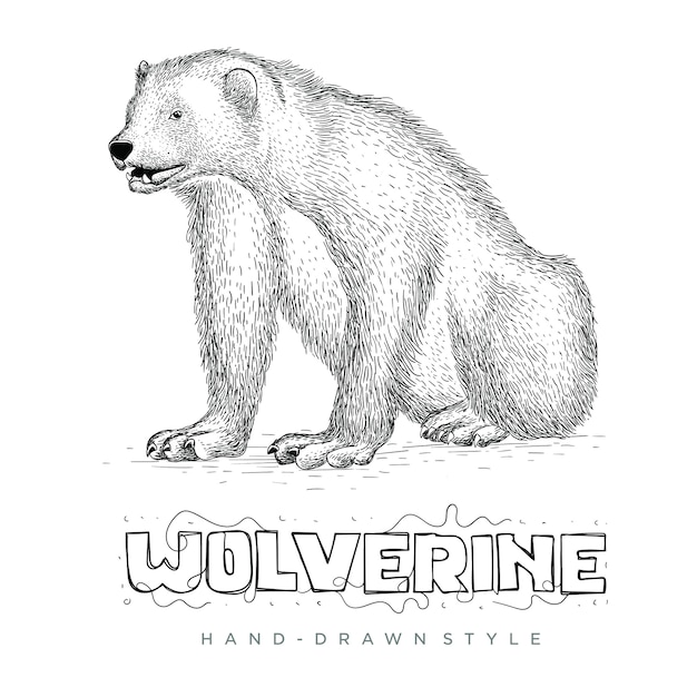 Premium vector vector wolverine hand drawn style realistic animal illustrations