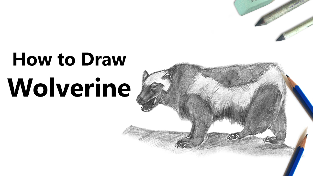 How to draw a wolverine with pencils time lapse