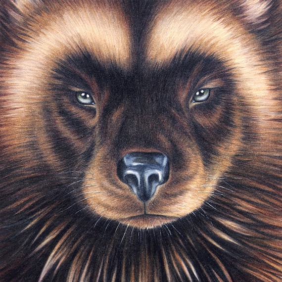 Large wolverine totem portrait animal art print drawing unframed