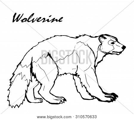 Wolverine images illustrations vectors free