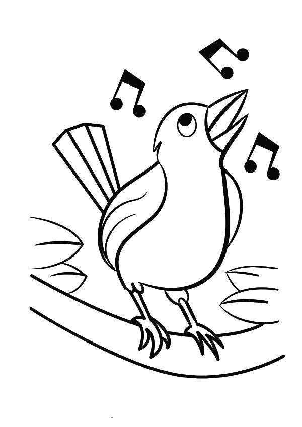 Online coloring pages bird coloring singing bird birds