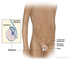 Anatomãa del aparato reproductor masculino reproductive system male anatomy child image details