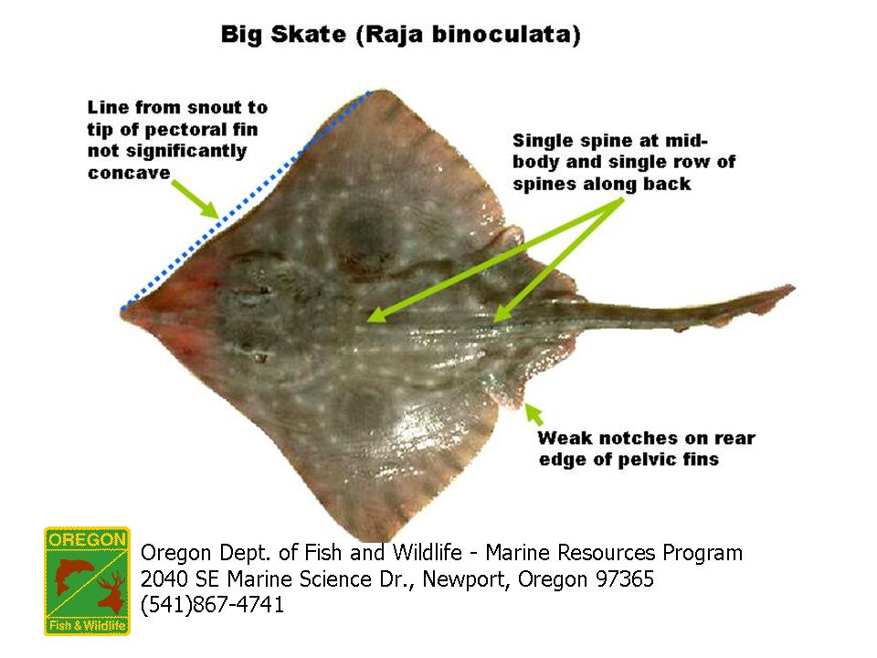 Big skate