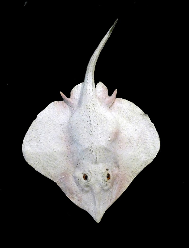 Pacific white skate