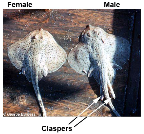 Skate ray biology â discover fishes