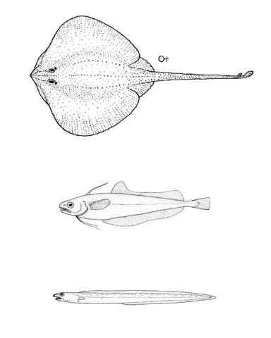 Arhynchobatis asperrimus longtail skate auchenoceros punctatus ahuru bassanago bulbiceps swollen