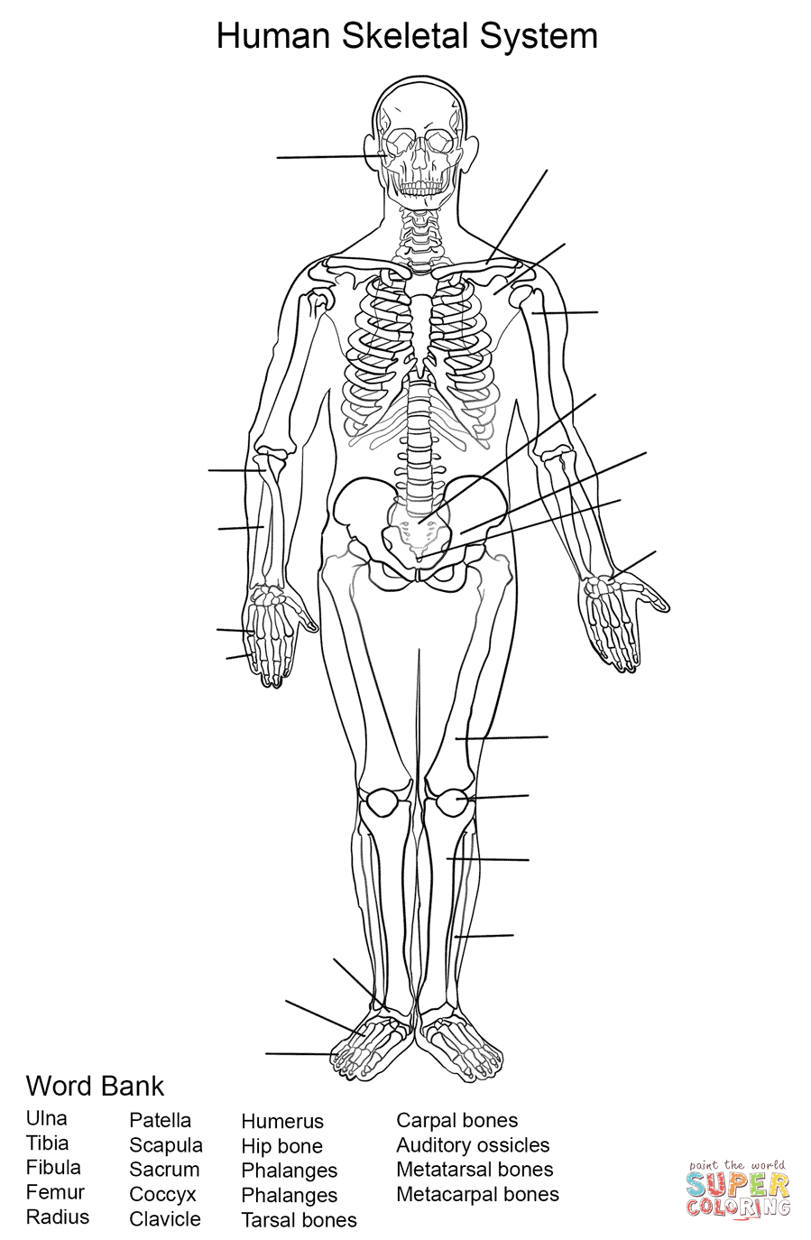 Human skeletal system worksheet coloring page free printable coloring pages