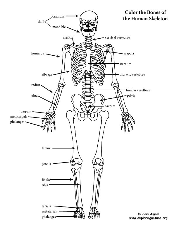 Skeleton labeled coloring page