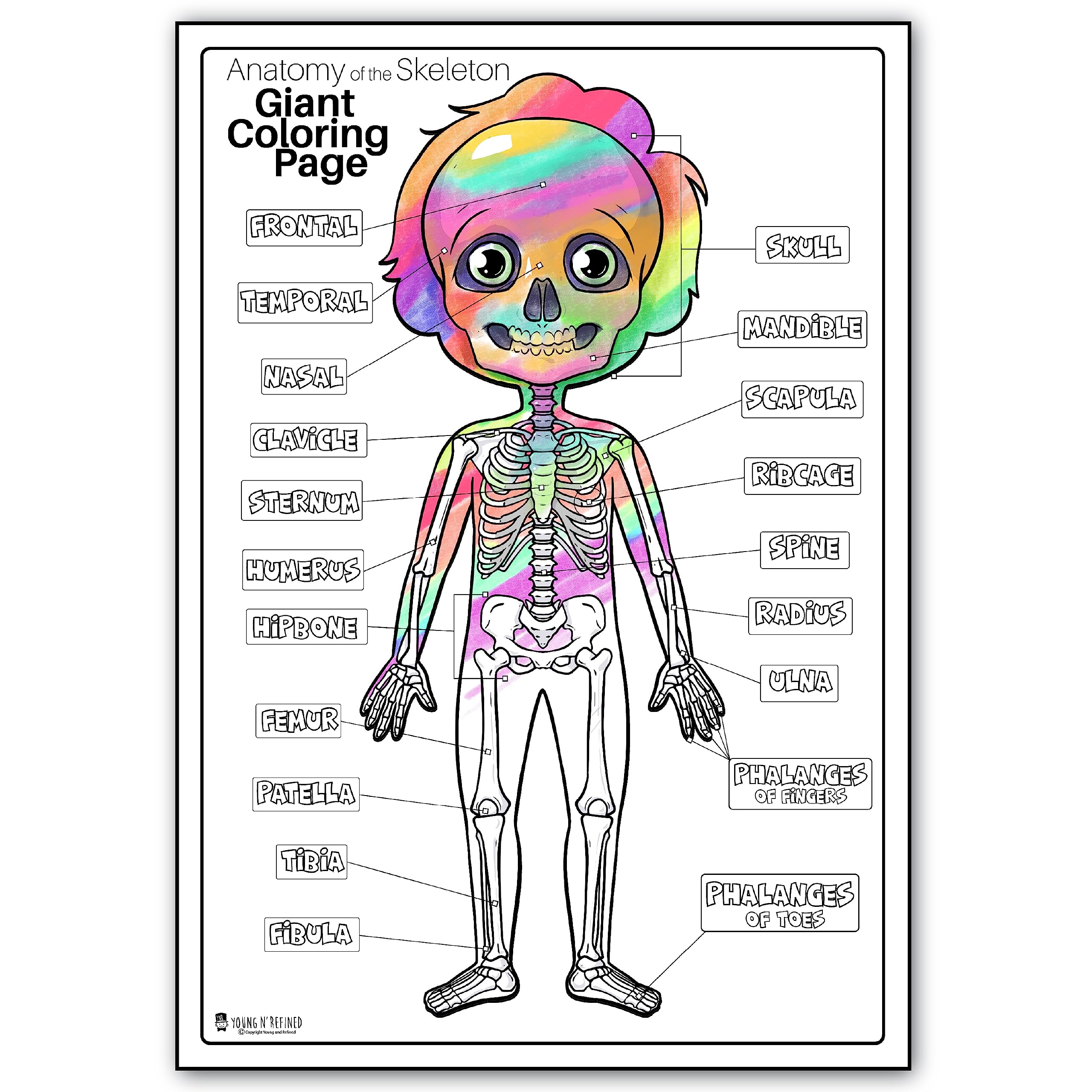 Human anatomy skeleton extra giant coloring page for kids young n refined x office products