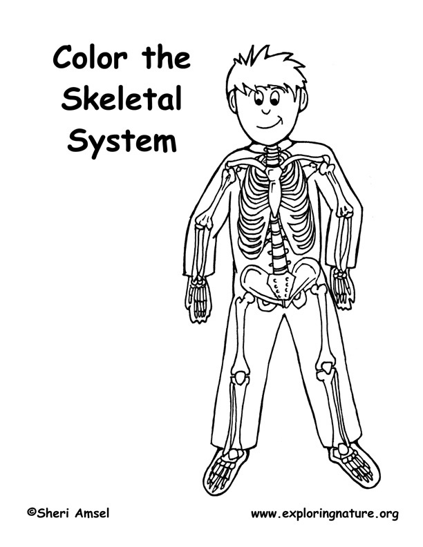 Skeleton coloring page elementary