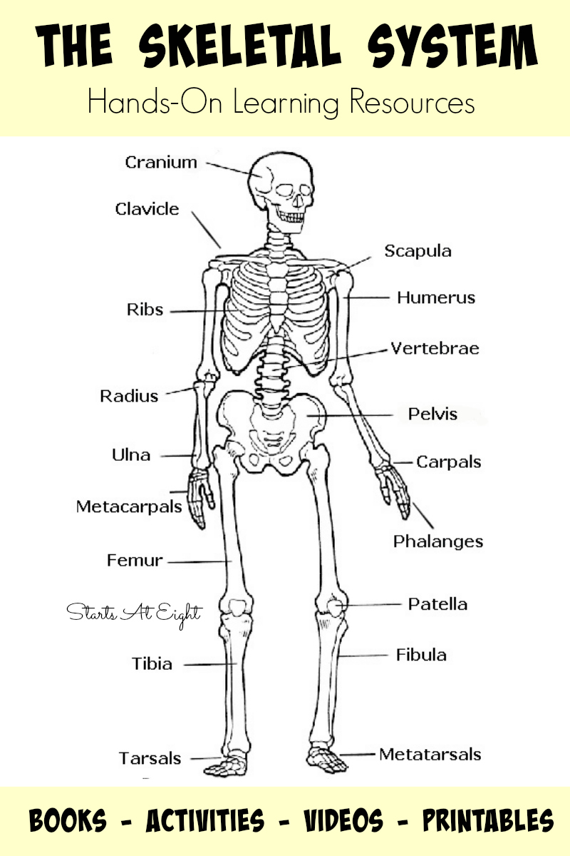 The skeletal system hands