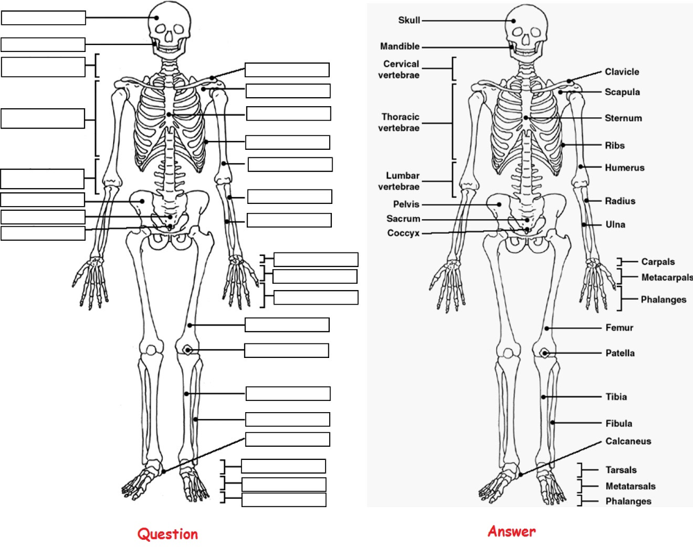 Human anatomy coloring pages