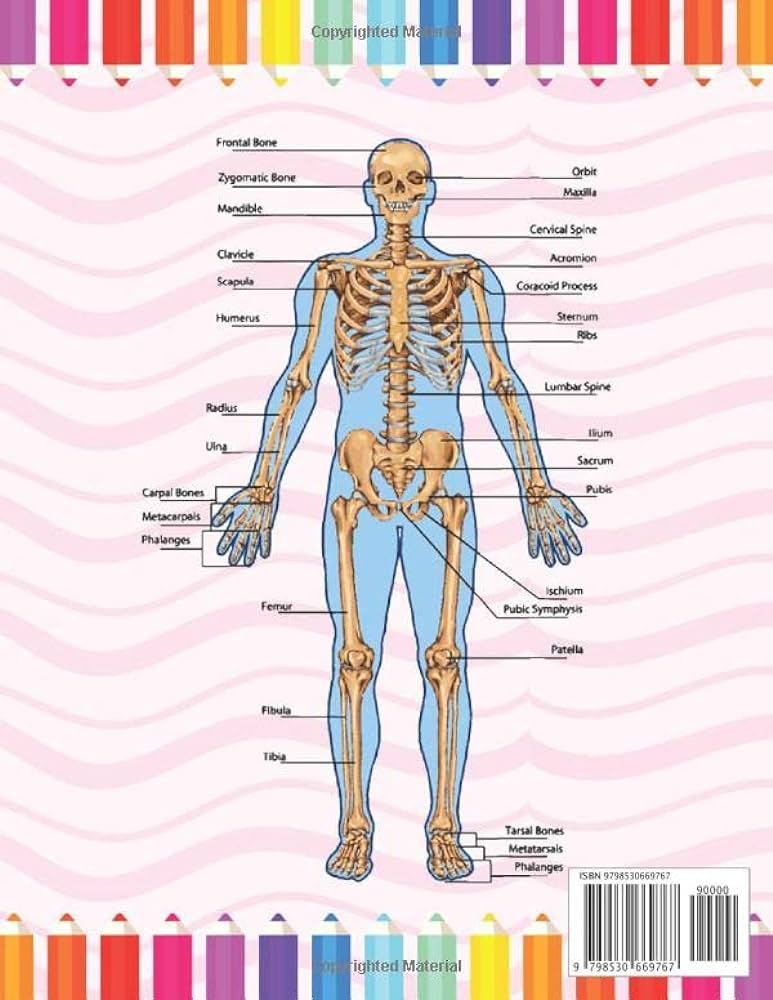 Human skeleton anatomy coloring book human skeleton coloring activity book for kids an entertaining and instructive gui to the human skeleton human body anatomy coloring book for kids publication