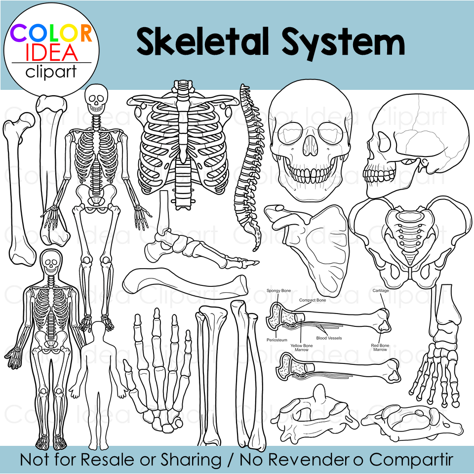 Skeletal system made by teachers