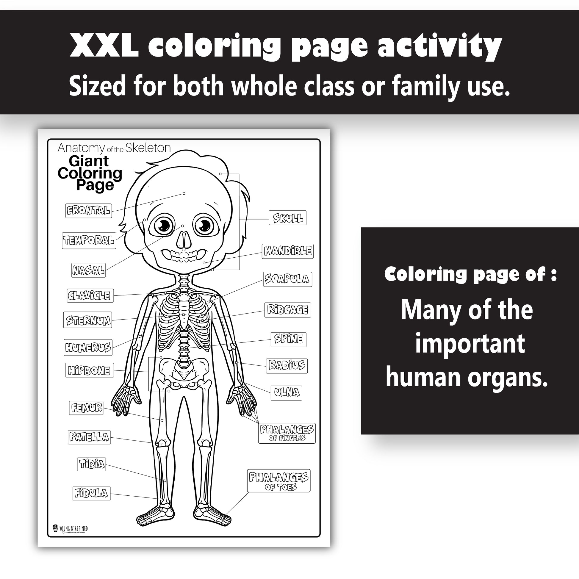 Human anatomy skeleton large coloring page for kids young n refined â young n refined