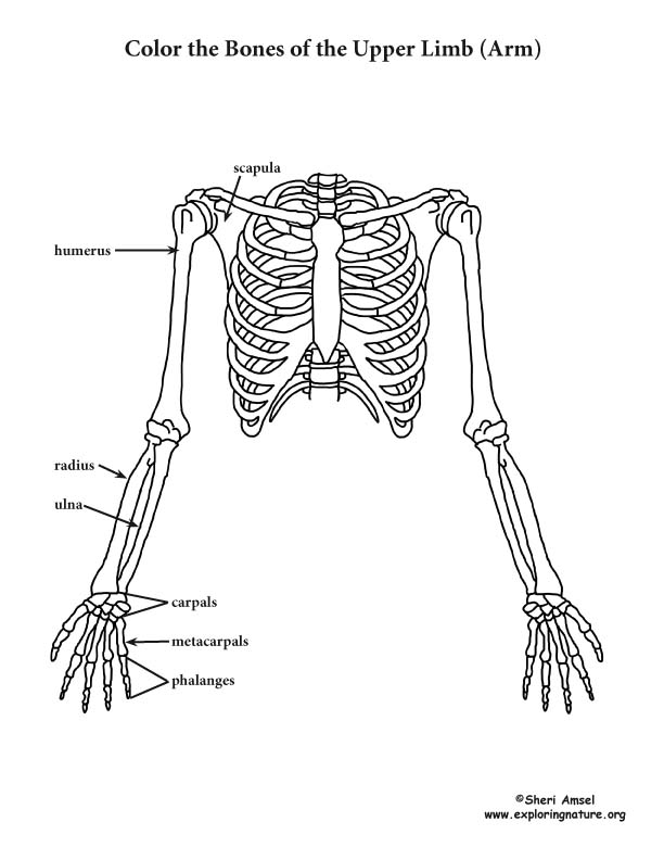 Upper limb of the skeleton coloring page