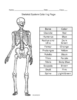 Skeletal system coloring sheet by mrs lee classroom tpt