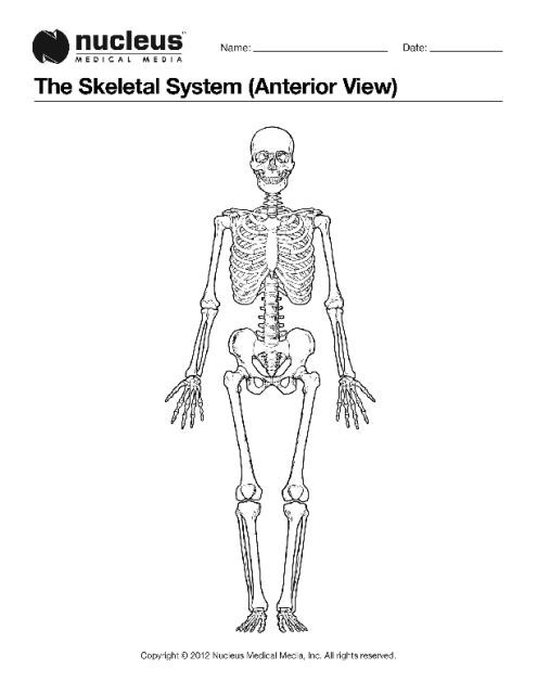 Explore the human skeleton with this anatomy coloring book