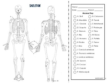 Skeletal system coloring by the science connection tpt