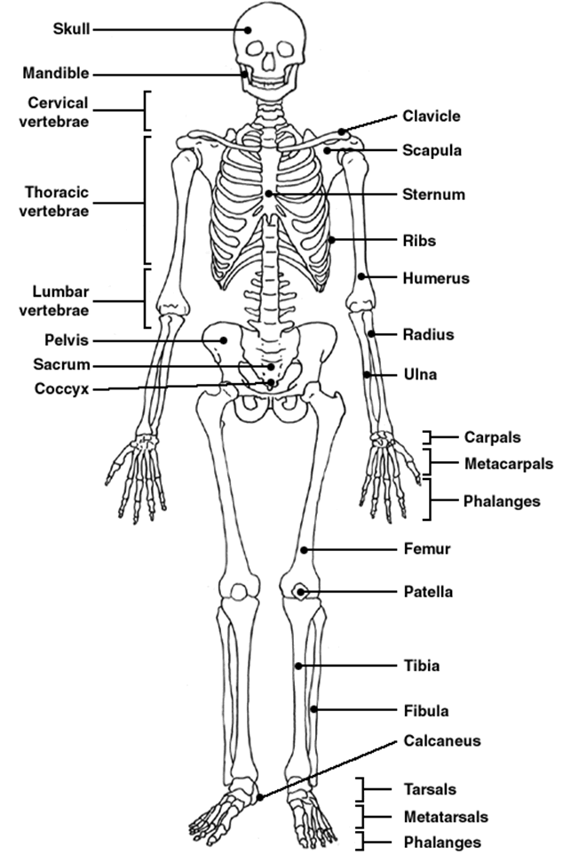 Skeleton label