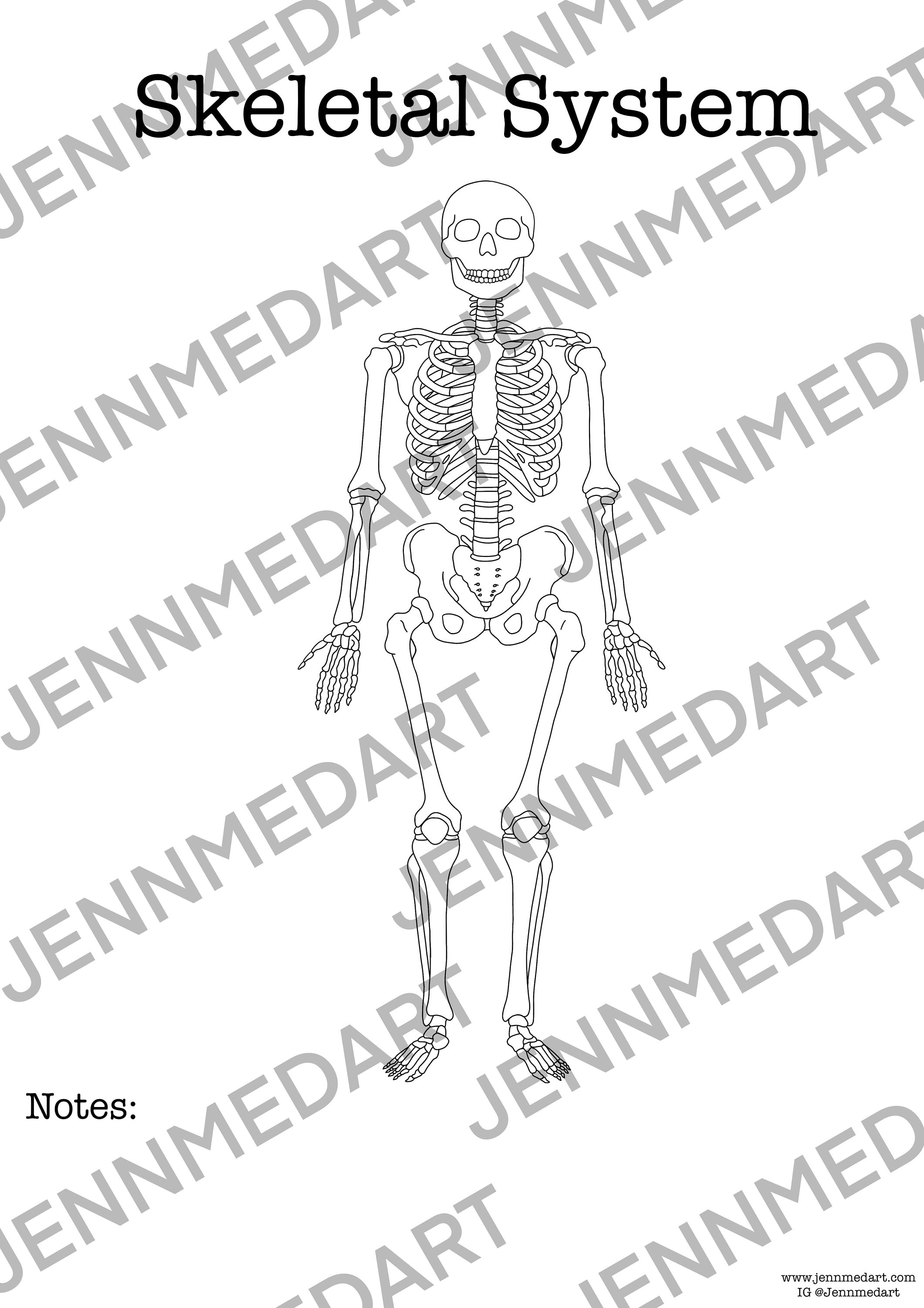 Skeletal system anatomy coloring page