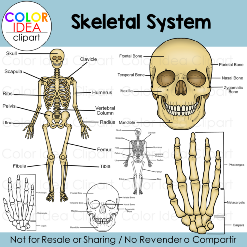 Skeletal system made by teachers