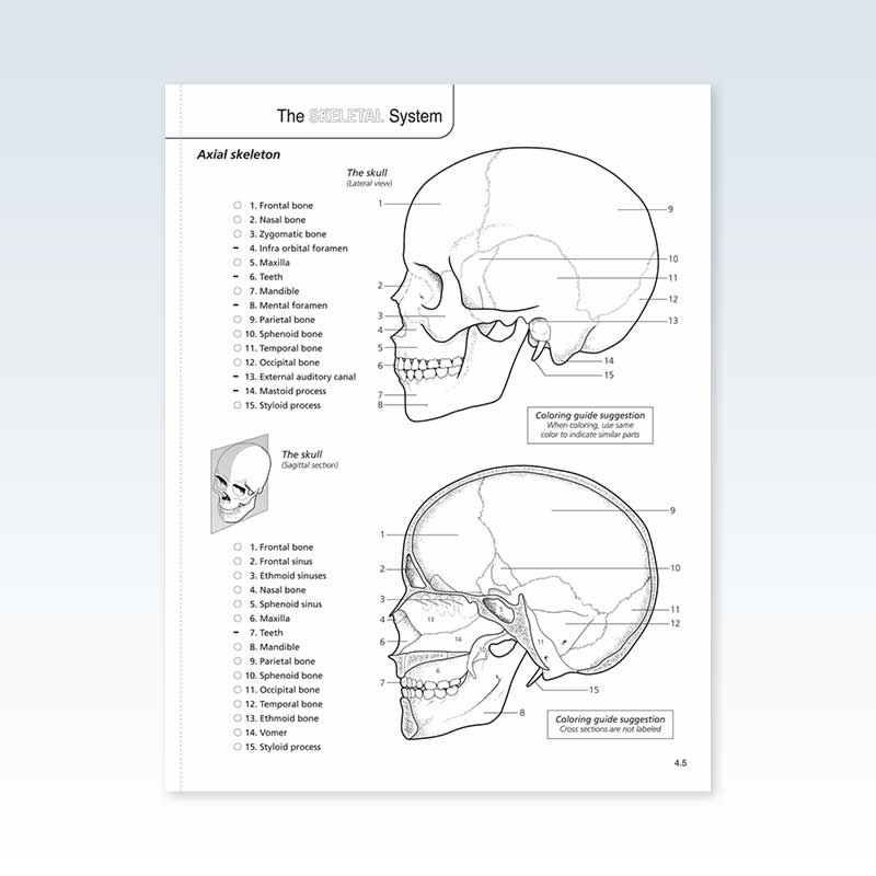 Anatomy physiology coloring book â