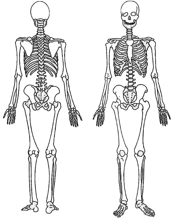 Back and front of a skeleton coloring page