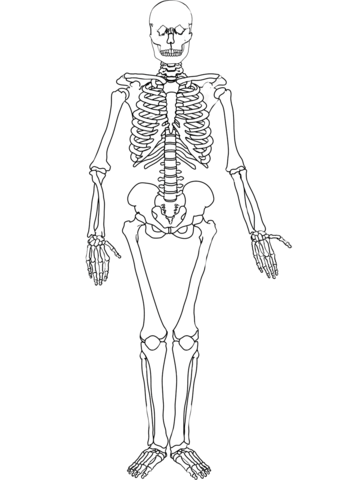 Human skeleton coloring page free printable coloring pages