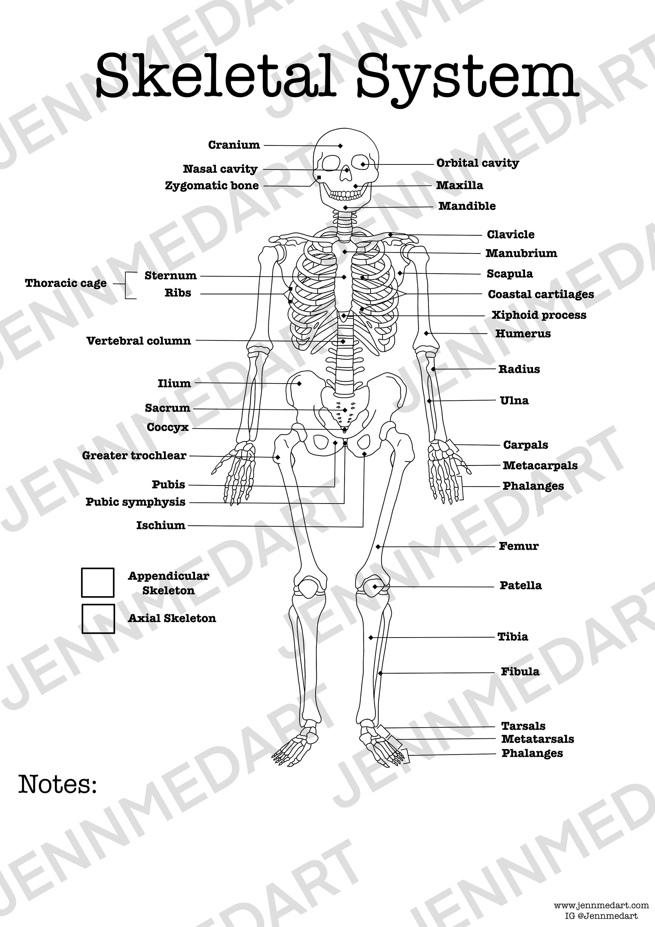 Skeletal system anatomy coloring page