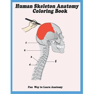 Human skeleton anatomy coloring book fun way to orgia