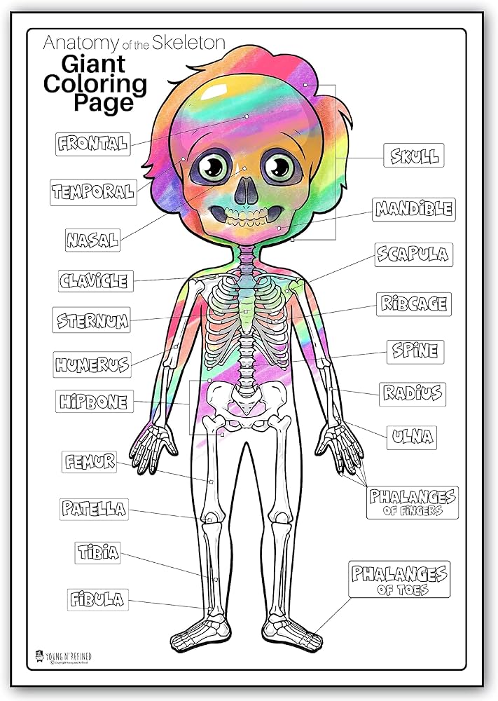 Human anatomy skeleton extra giant coloring page for kids young n refined x office products